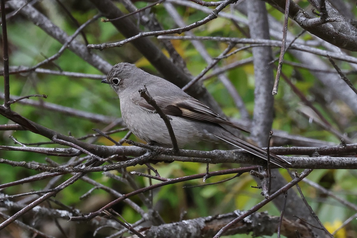 Townsend's Solitaire - ML618227803