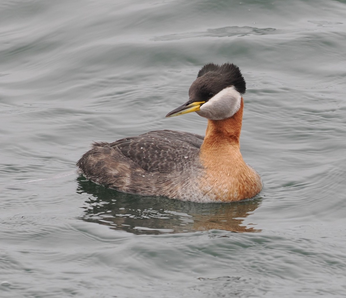 Red-necked Grebe - ML618227822