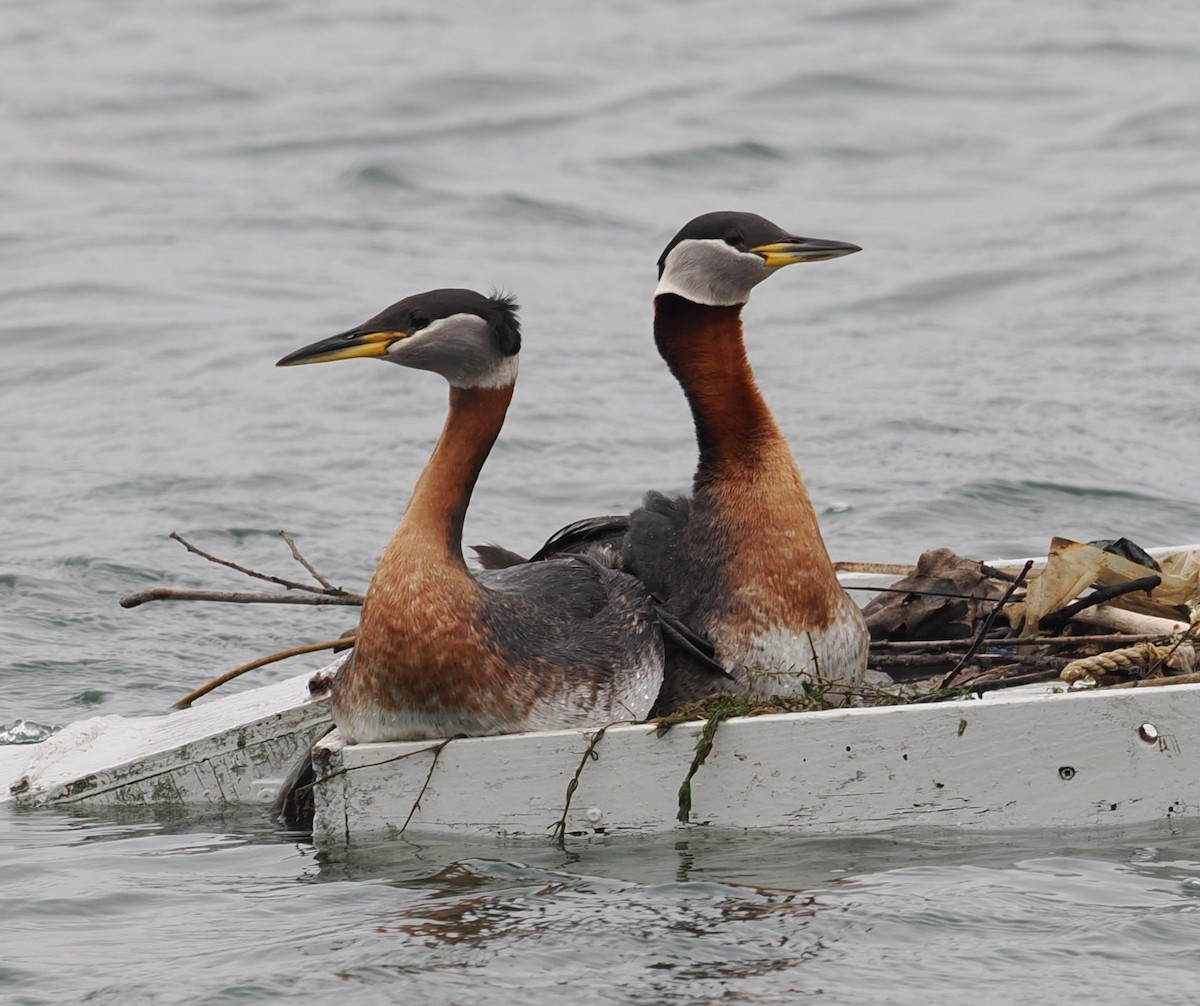 Red-necked Grebe - ML618227823