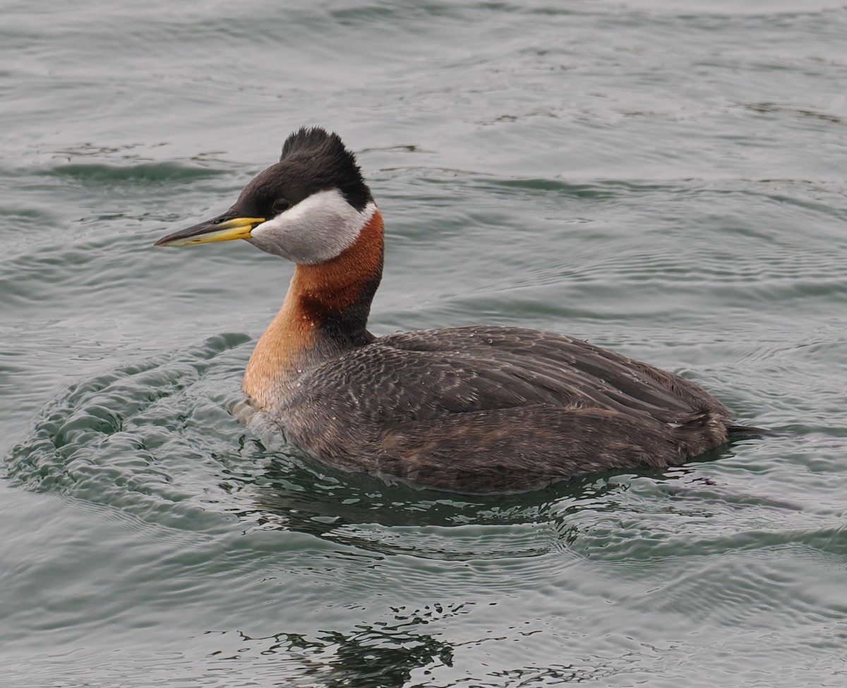 Red-necked Grebe - ML618227824