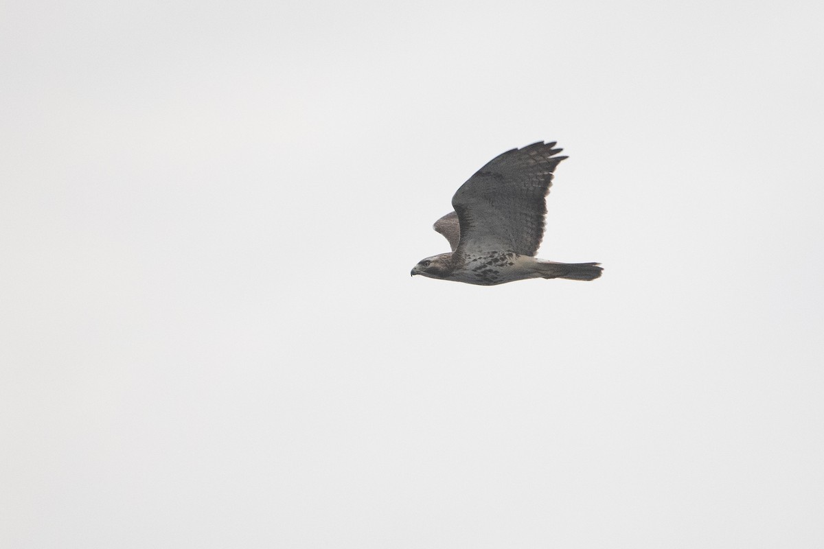 Red-tailed Hawk (borealis) - ML618227842