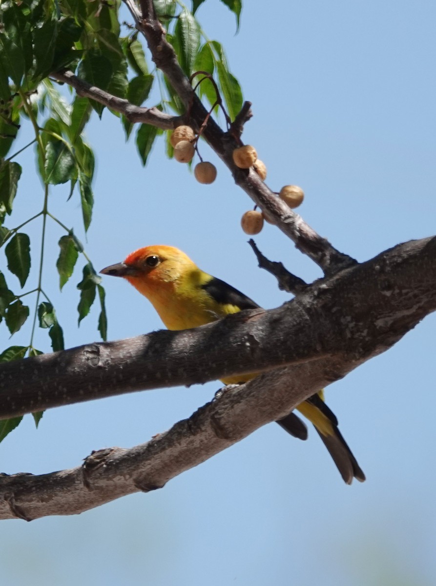 Western Tanager - ML618227866