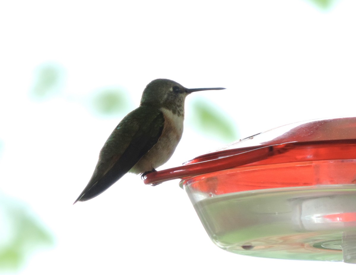 Rufous Hummingbird - ML618227892