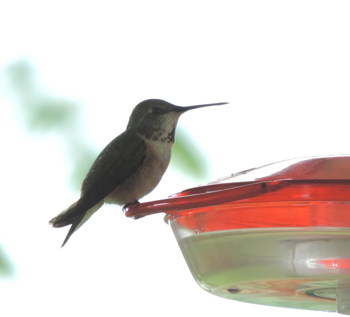 Rufous Hummingbird - Sylvia Maulding