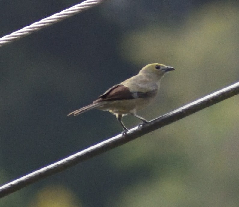 Palm Tanager - ML618227896