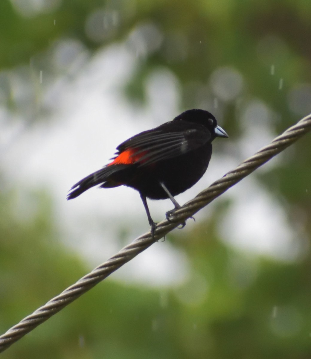 Scarlet-rumped Tanager - ML618227905