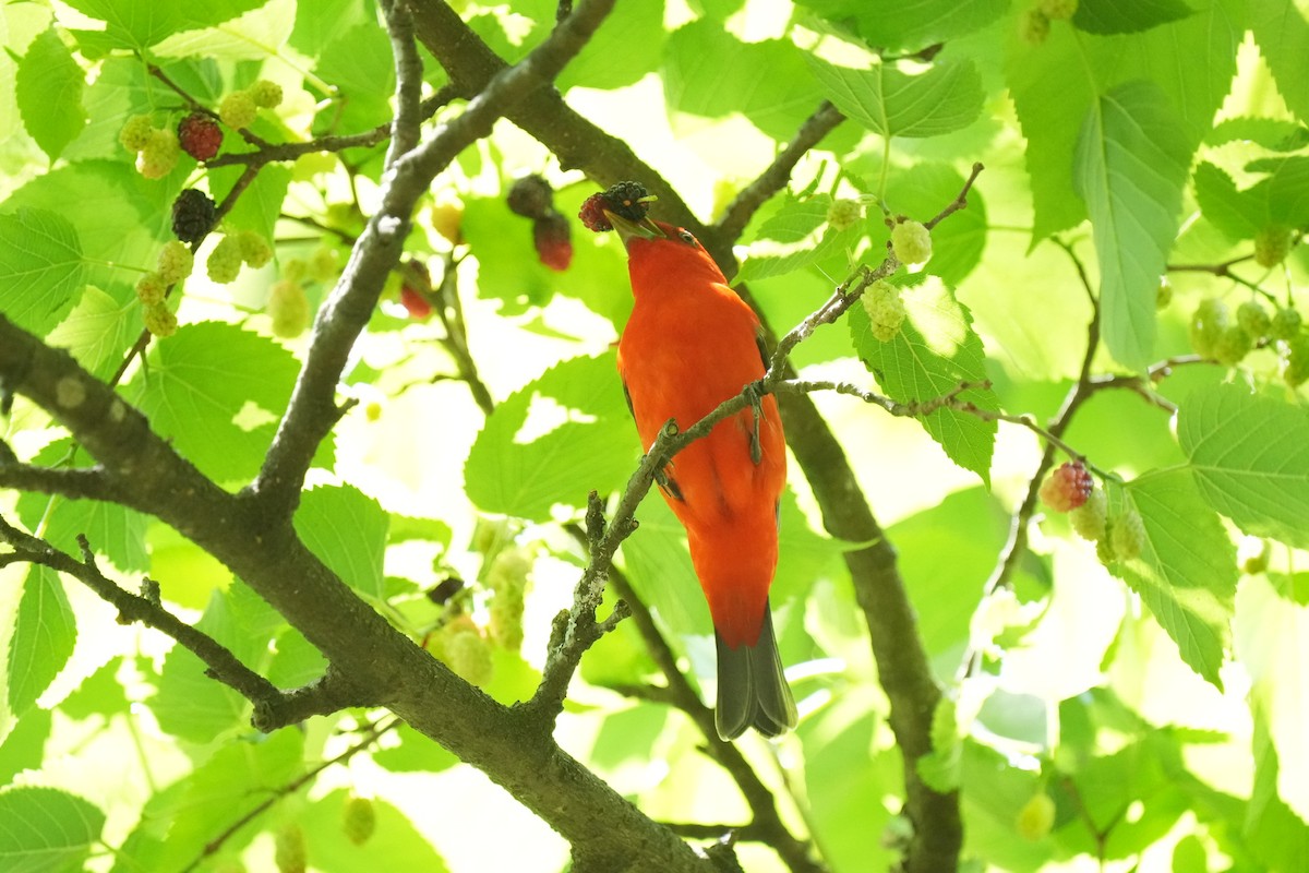 Scarlet Tanager - ML618227937
