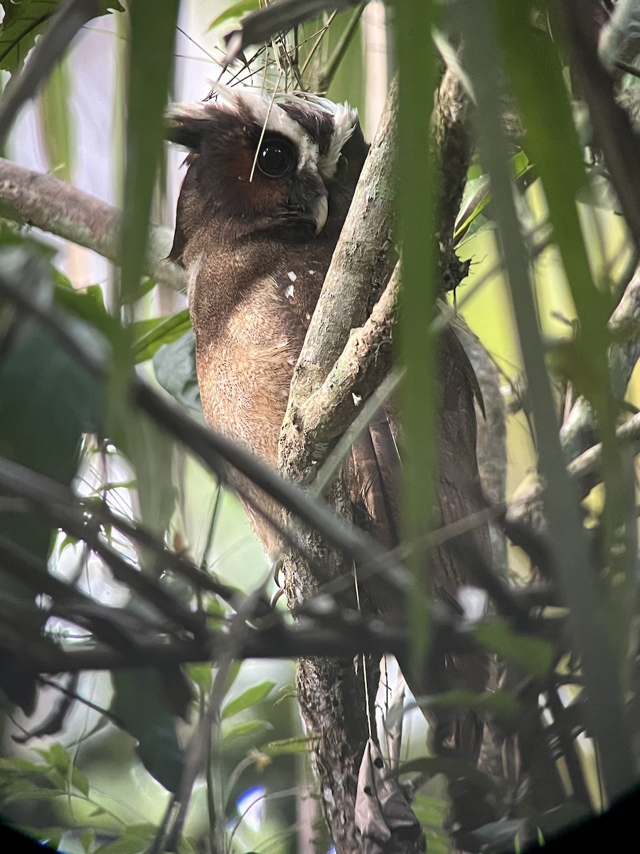 Crested Owl - Jerry Knight