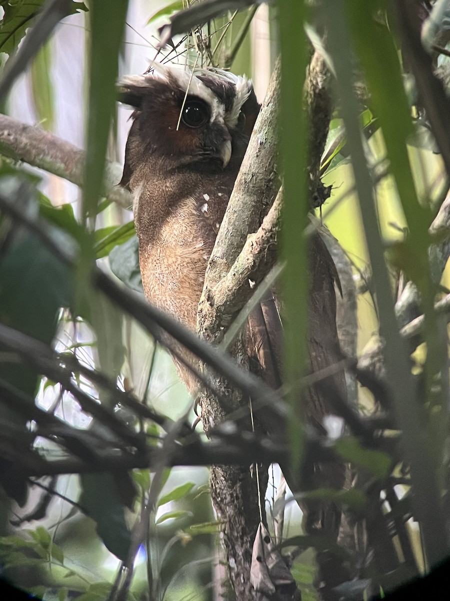 Crested Owl - Jerry Knight