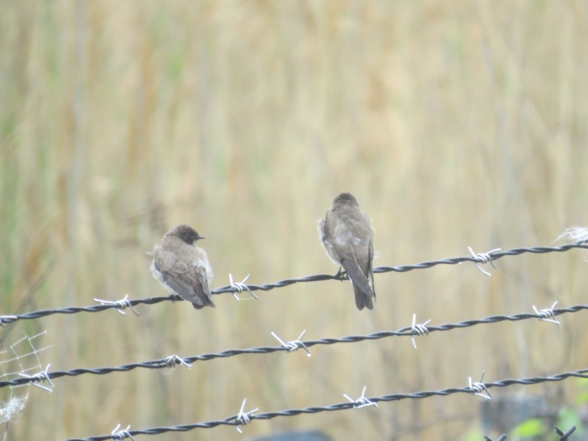Northern Rough-winged Swallow - ML618227946