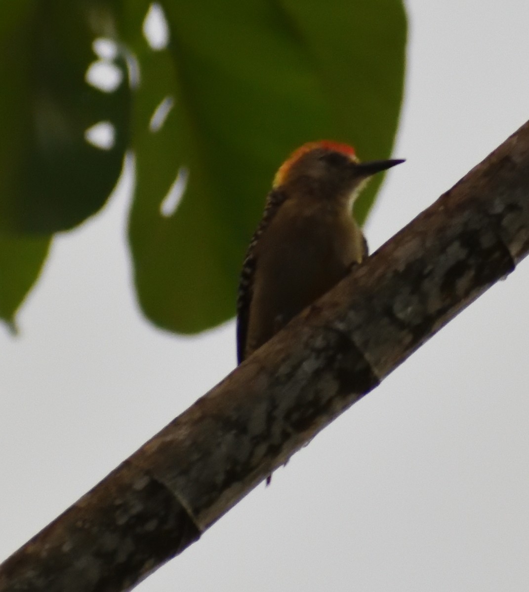 Red-crowned Woodpecker - ML618227955