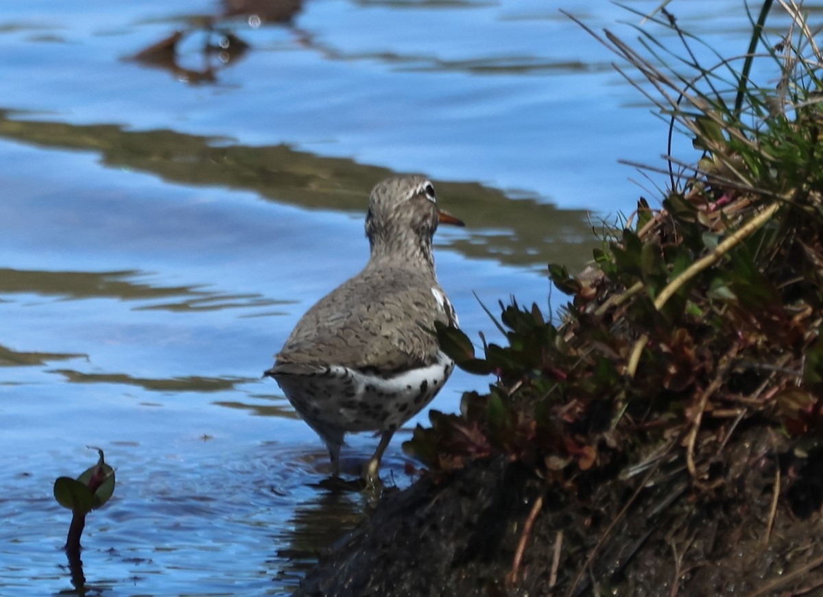 Spotted Sandpiper - Cindy Roach