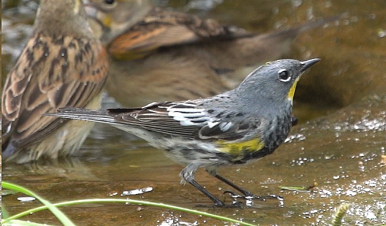 Yellow-rumped Warbler (Audubon's) - Mary Beth Stowe