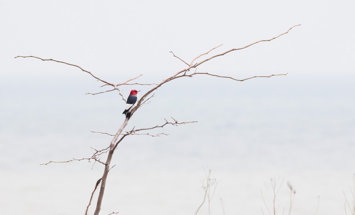 Red-headed Woodpecker - ML618228015