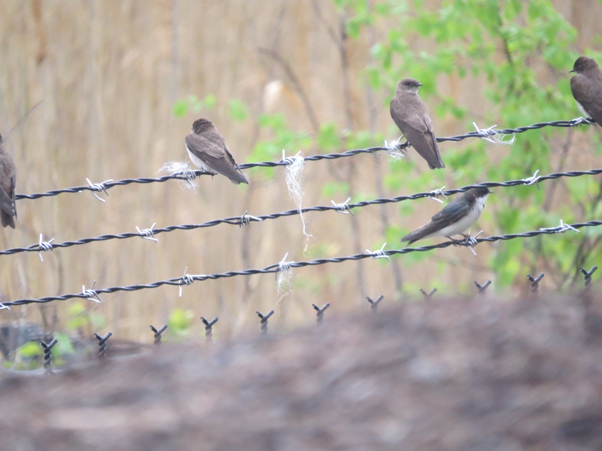 Northern Rough-winged Swallow - ML618228034