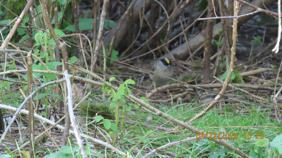 Golden-crowned Sparrow - Zehava Purim-Adimor