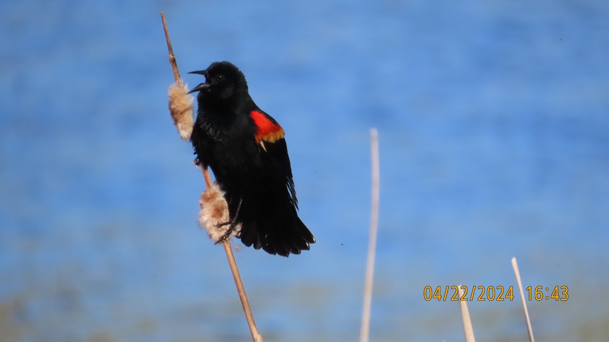 Red-winged Blackbird - ML618228101