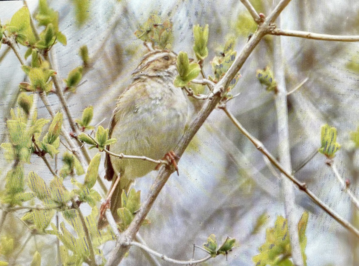 Clay-colored Sparrow - ML618228112