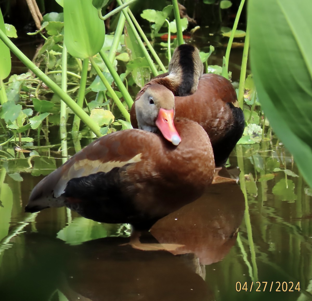 Black-bellied Whistling-Duck - ML618228117