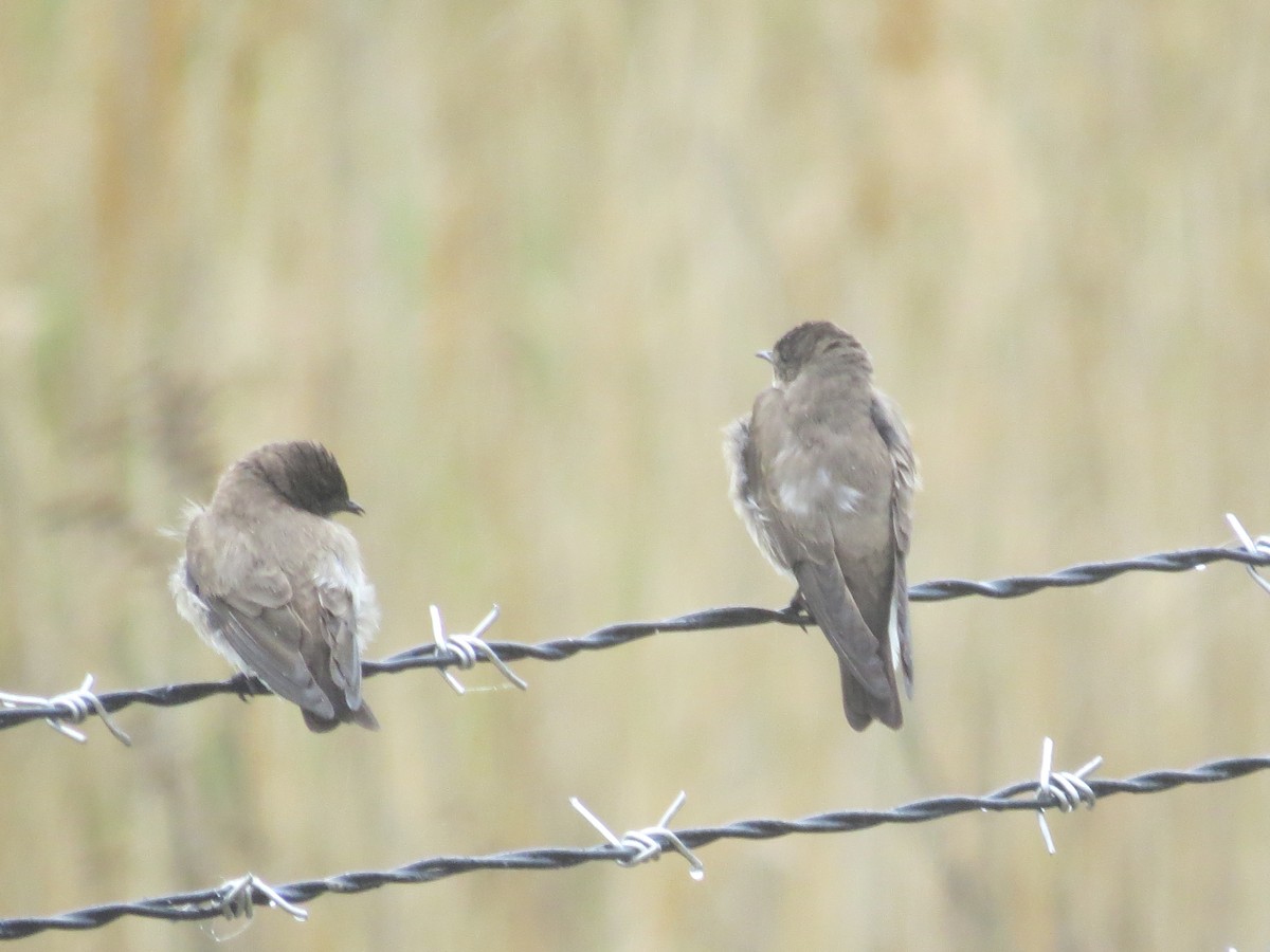 Northern Rough-winged Swallow - ML618228141