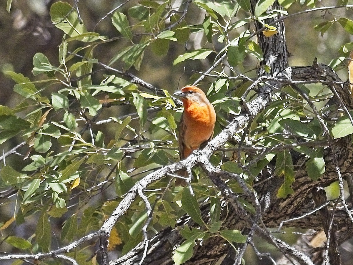 Hepatic Tanager - ML618228163