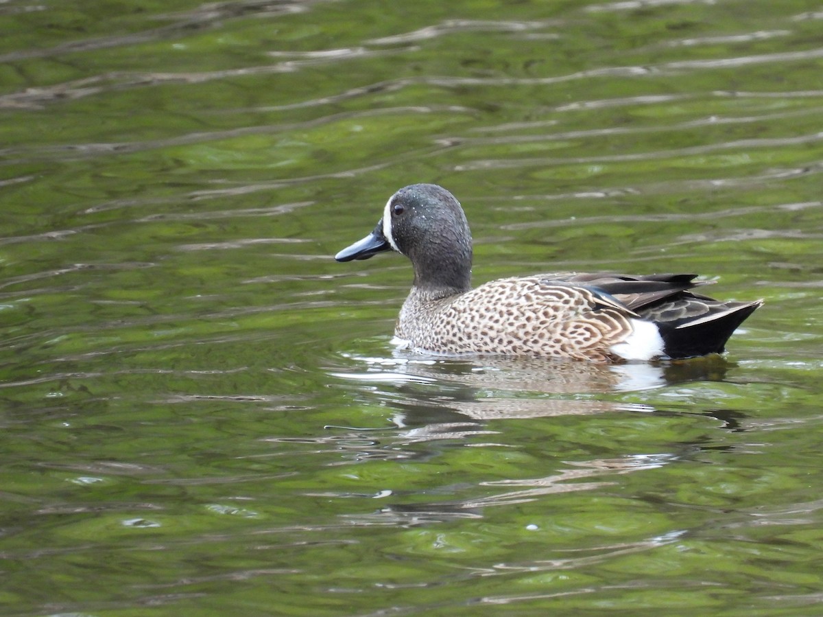 Blue-winged Teal - ML618228167