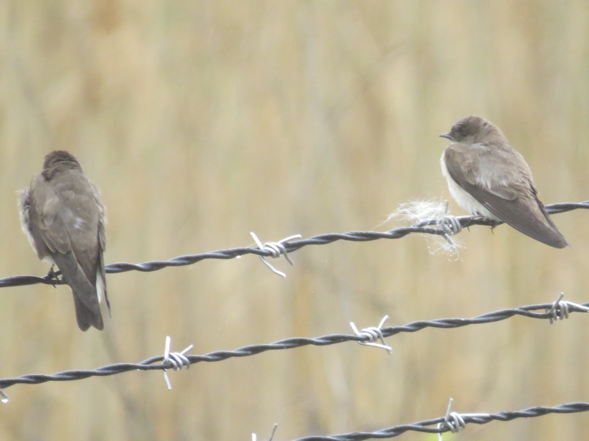 Northern Rough-winged Swallow - ML618228168
