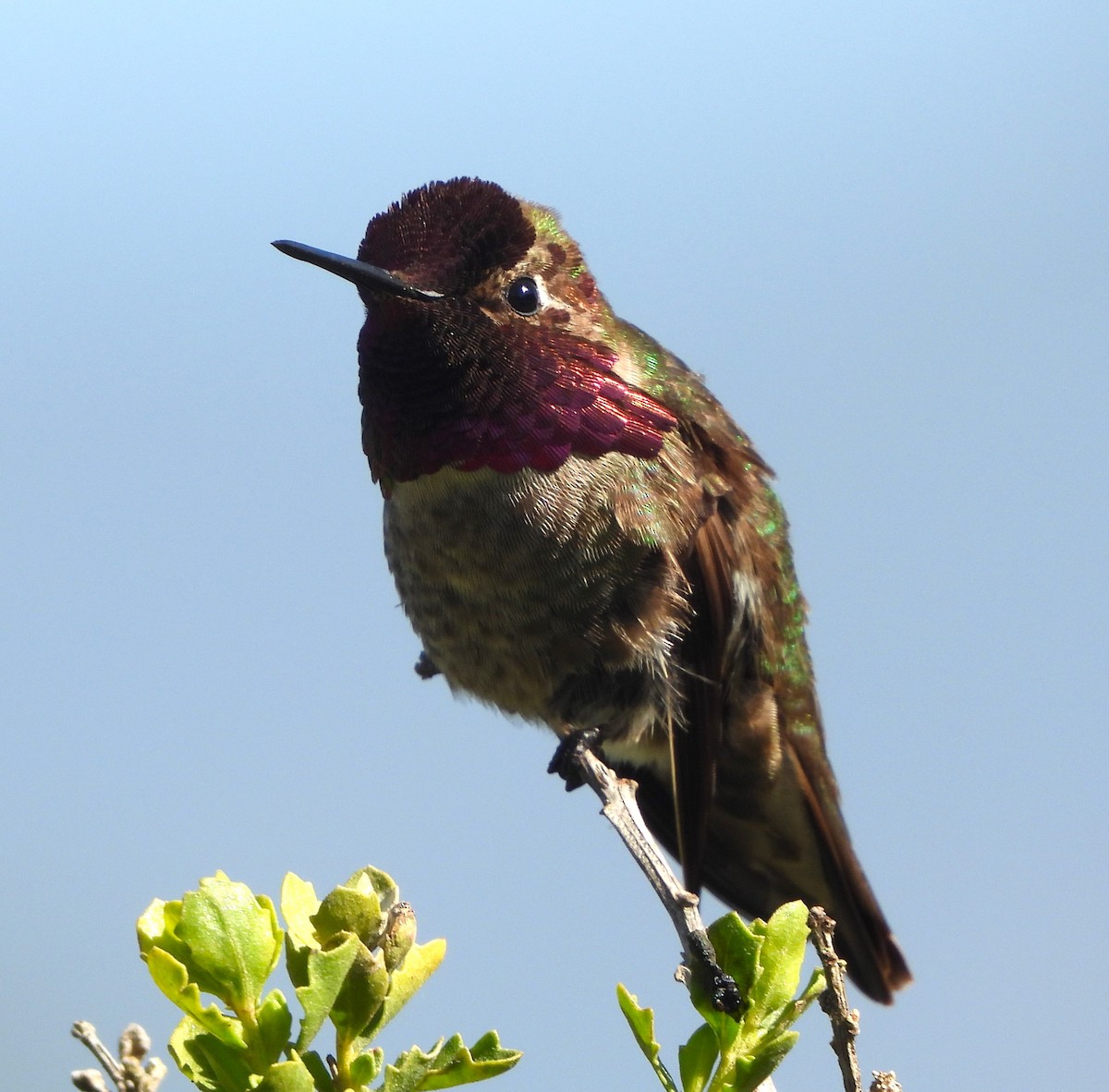 Anna's Hummingbird - Lynn Scarlett