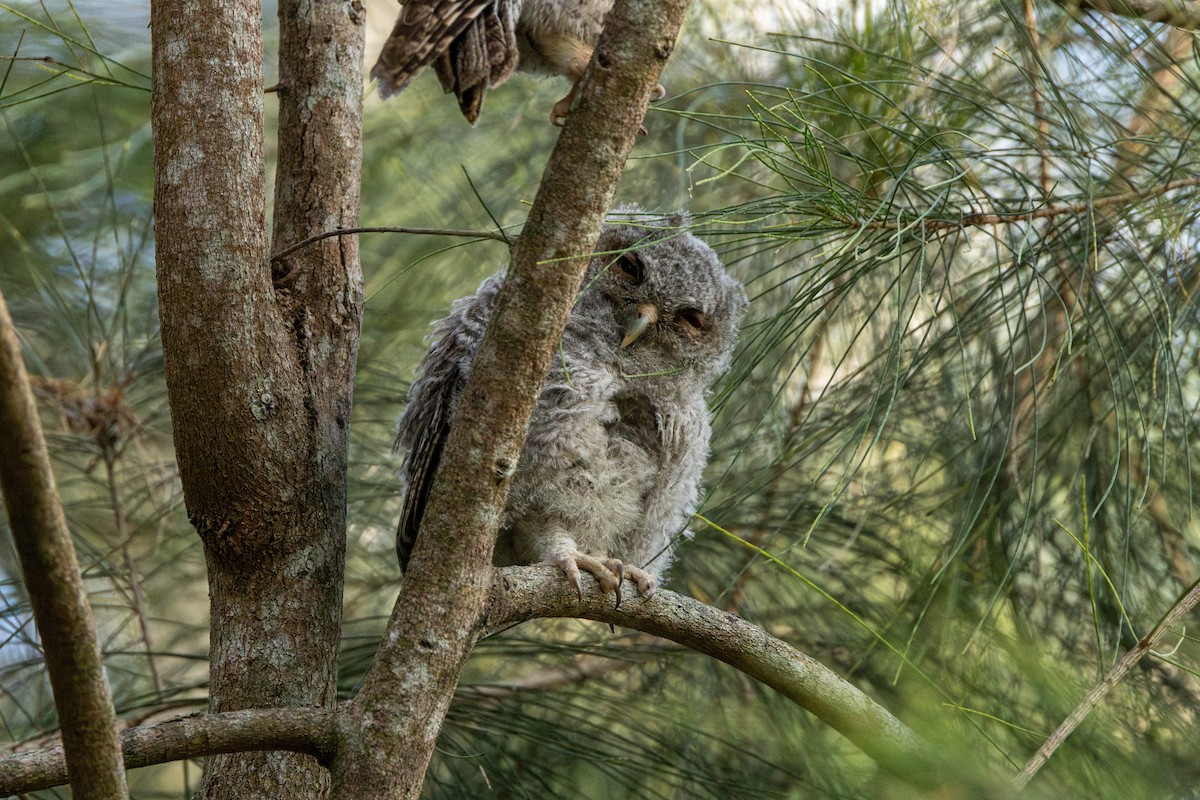 Eastern Screech-Owl (Northern) - ML618228173