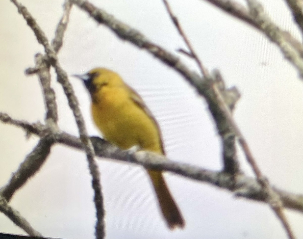 Orchard Oriole - ML618228174