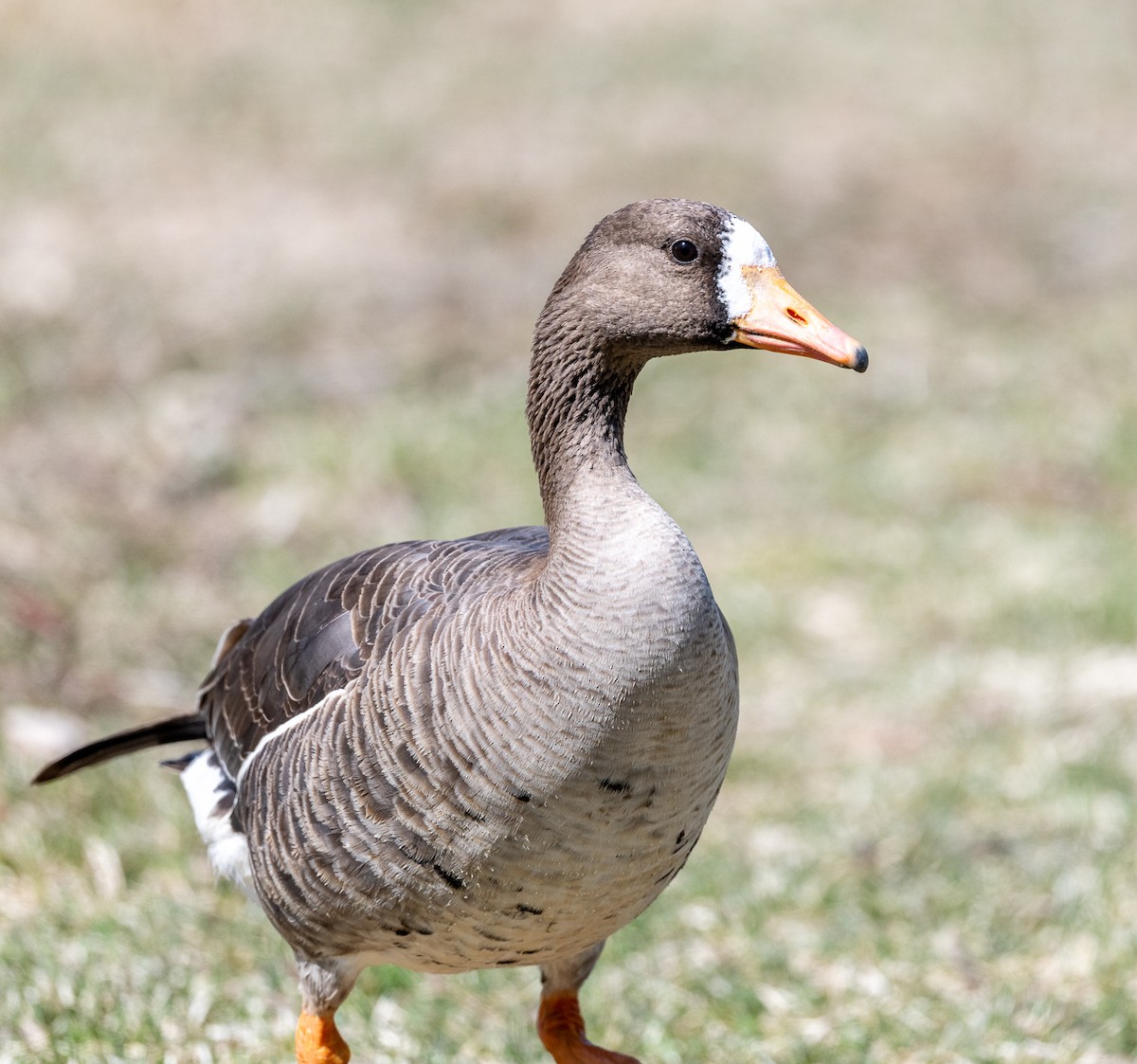 Greater White-fronted Goose - ML618228176