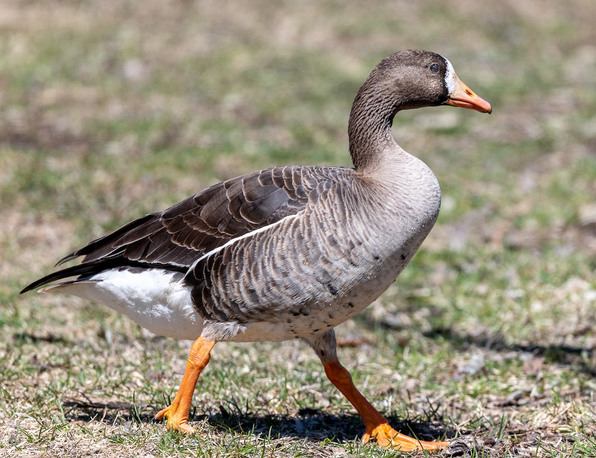 Greater White-fronted Goose - ML618228177