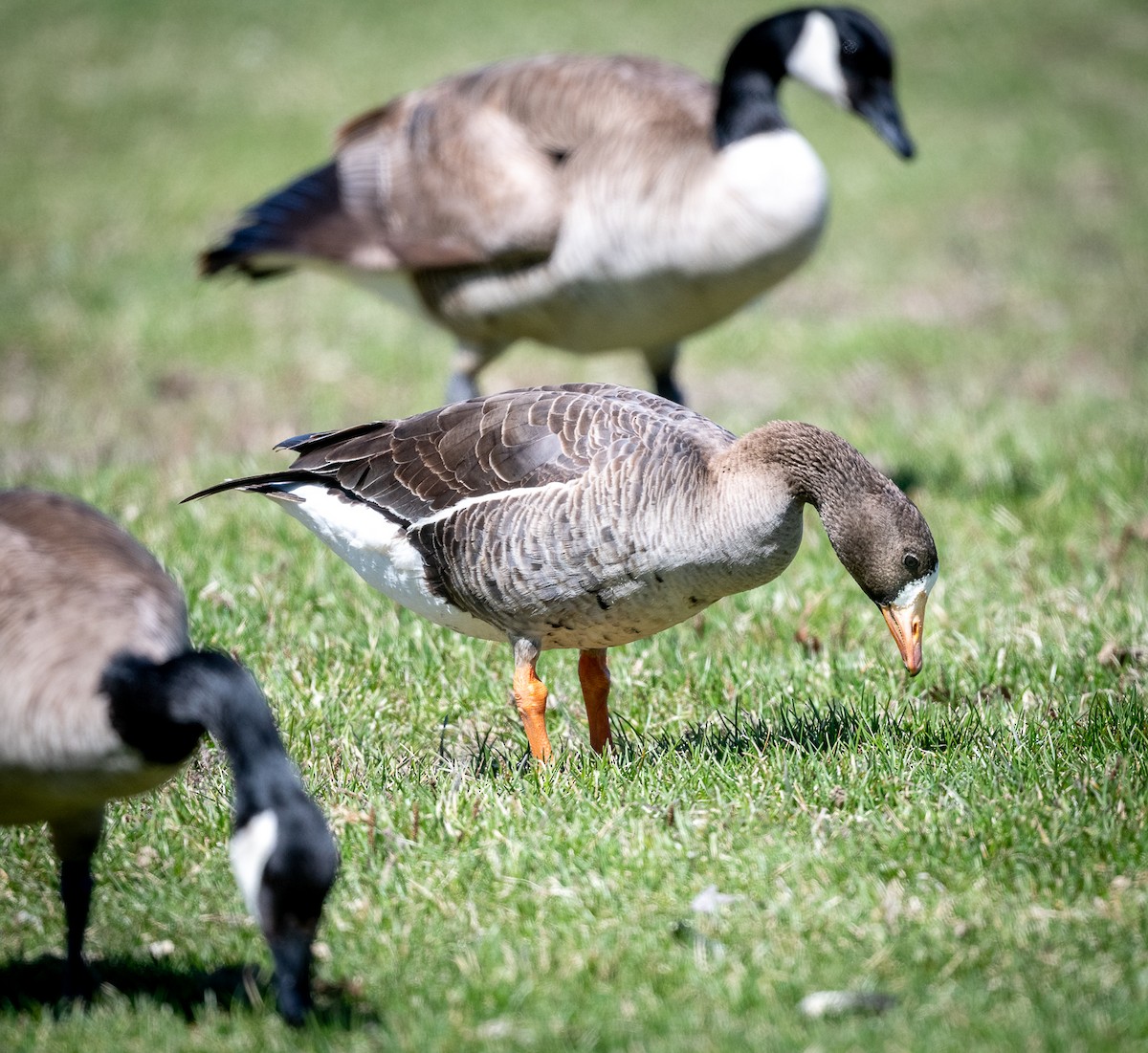 Greater White-fronted Goose - ML618228178