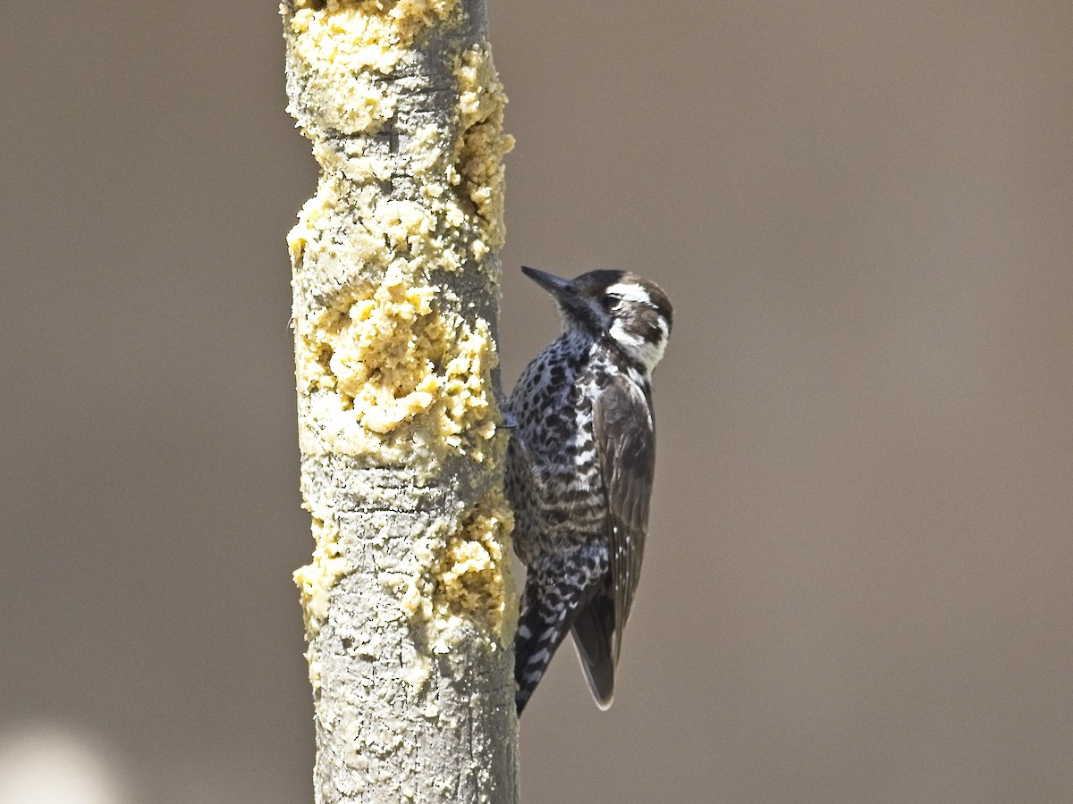 Arizona Woodpecker - Daniel Richards