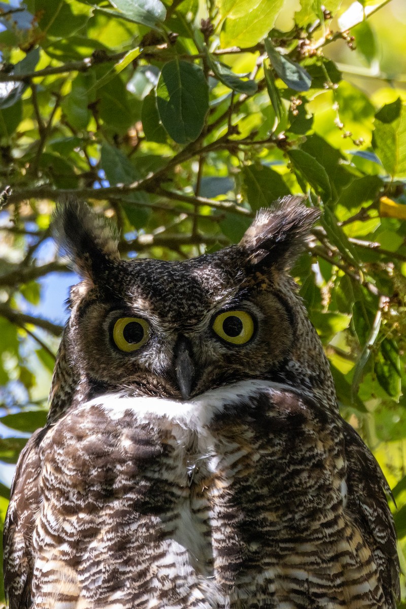 Great Horned Owl - ML618228234