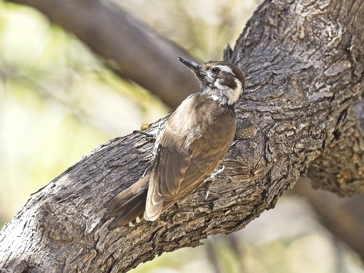 Arizona Woodpecker - ML618228235