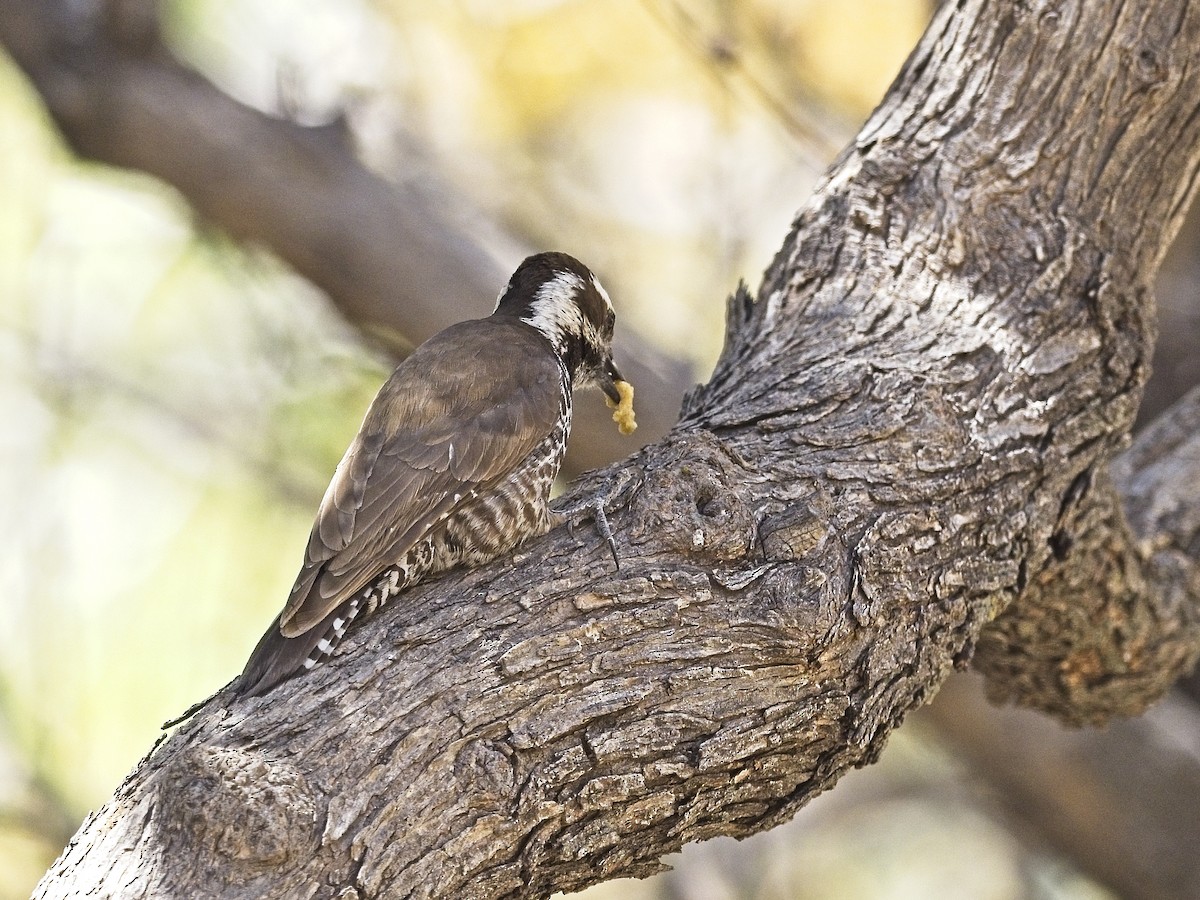 Arizona Woodpecker - Daniel Richards