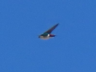 Violet-green Swallow - ML618228245
