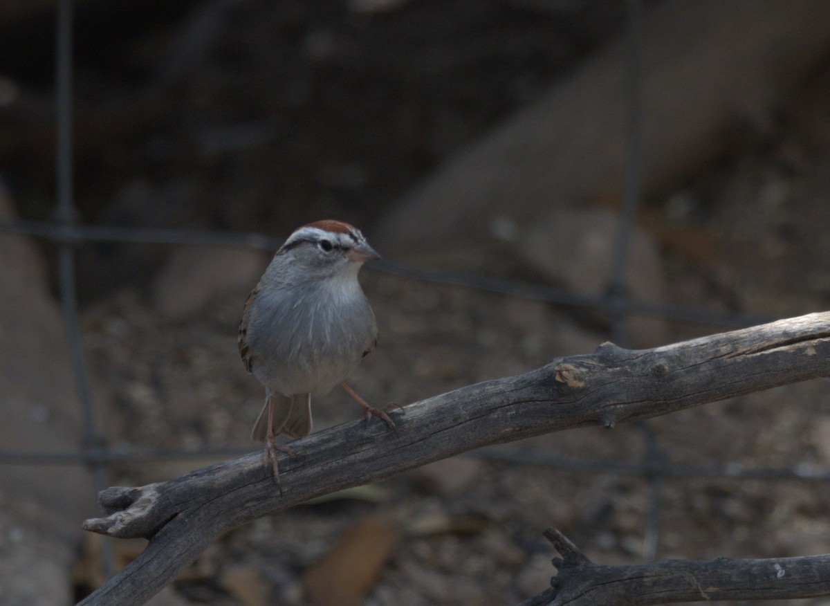 Chipping Sparrow - Daniel Richards