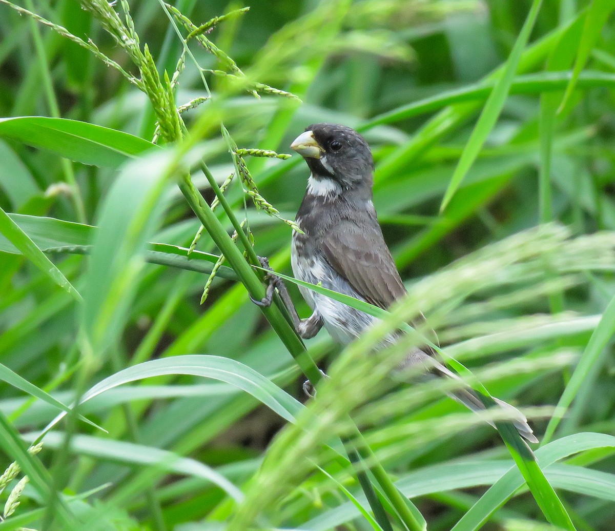 Double-collared Seedeater - ML618228290