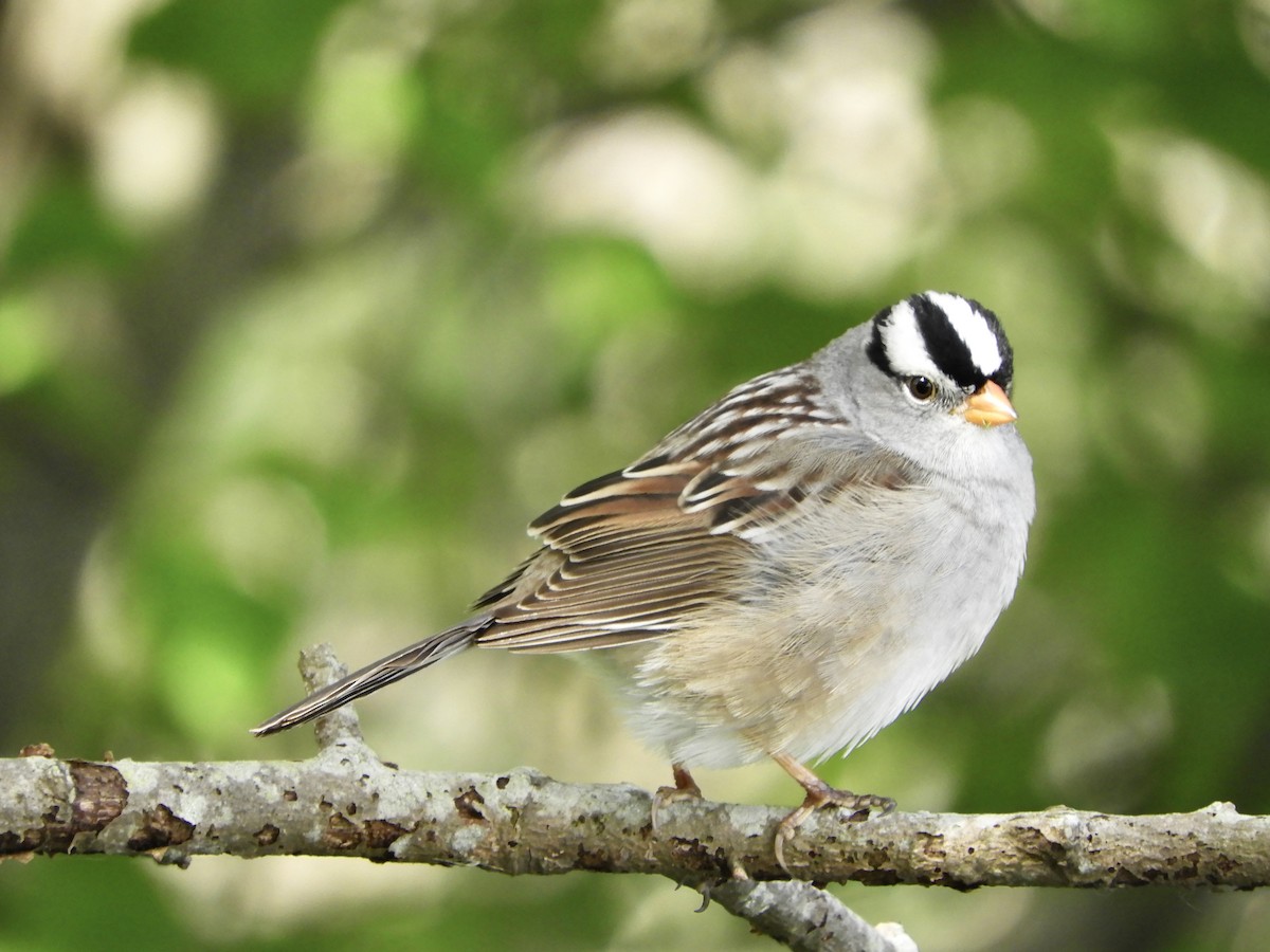 White-crowned Sparrow - David Richman