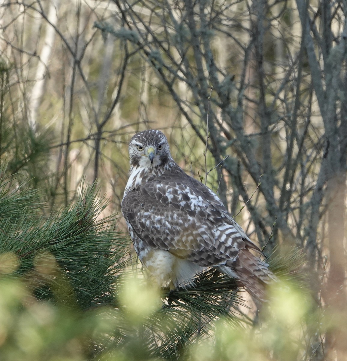 Red-tailed Hawk (borealis) - ML618228403