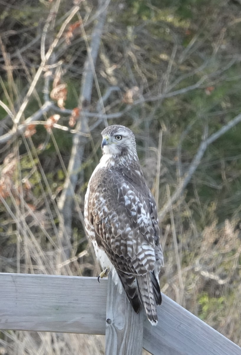 Red-tailed Hawk (borealis) - ML618228404