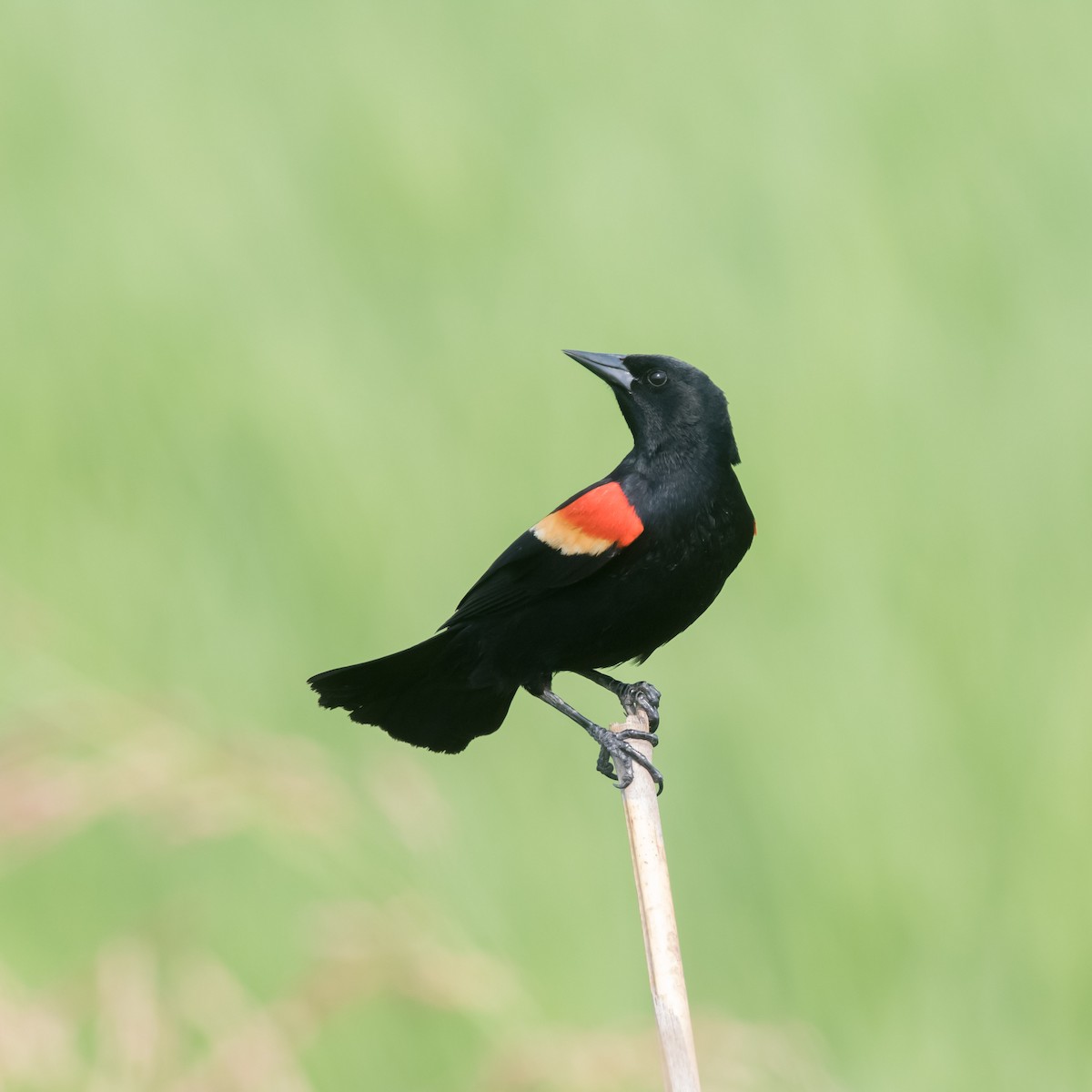 Red-winged Blackbird - ML618228412