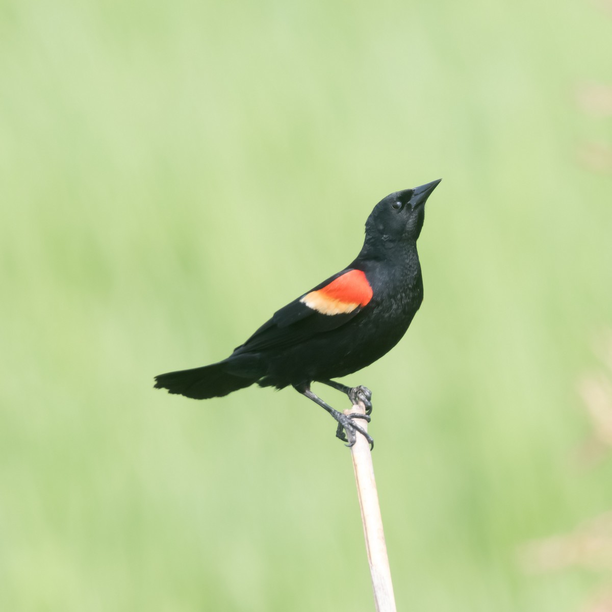 Red-winged Blackbird - ML618228413