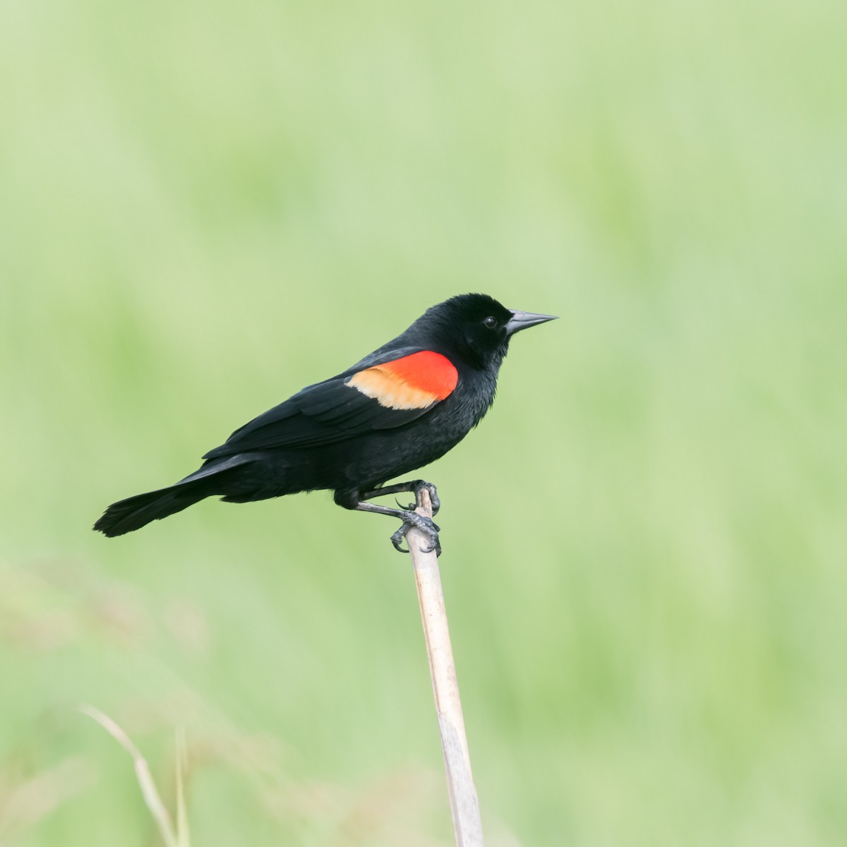 Red-winged Blackbird - ML618228414