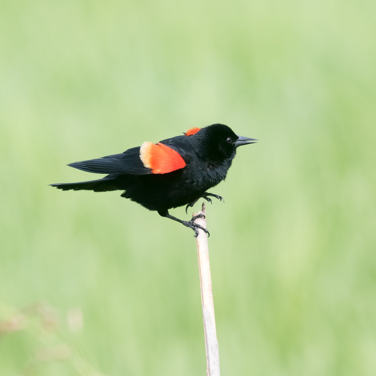 Red-winged Blackbird - ML618228415