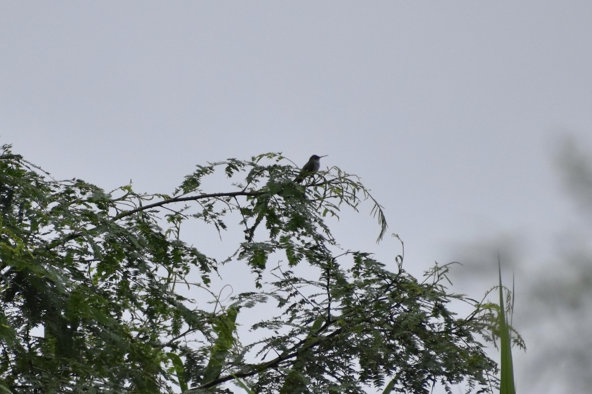 Olive-spotted Hummingbird - ML618228419