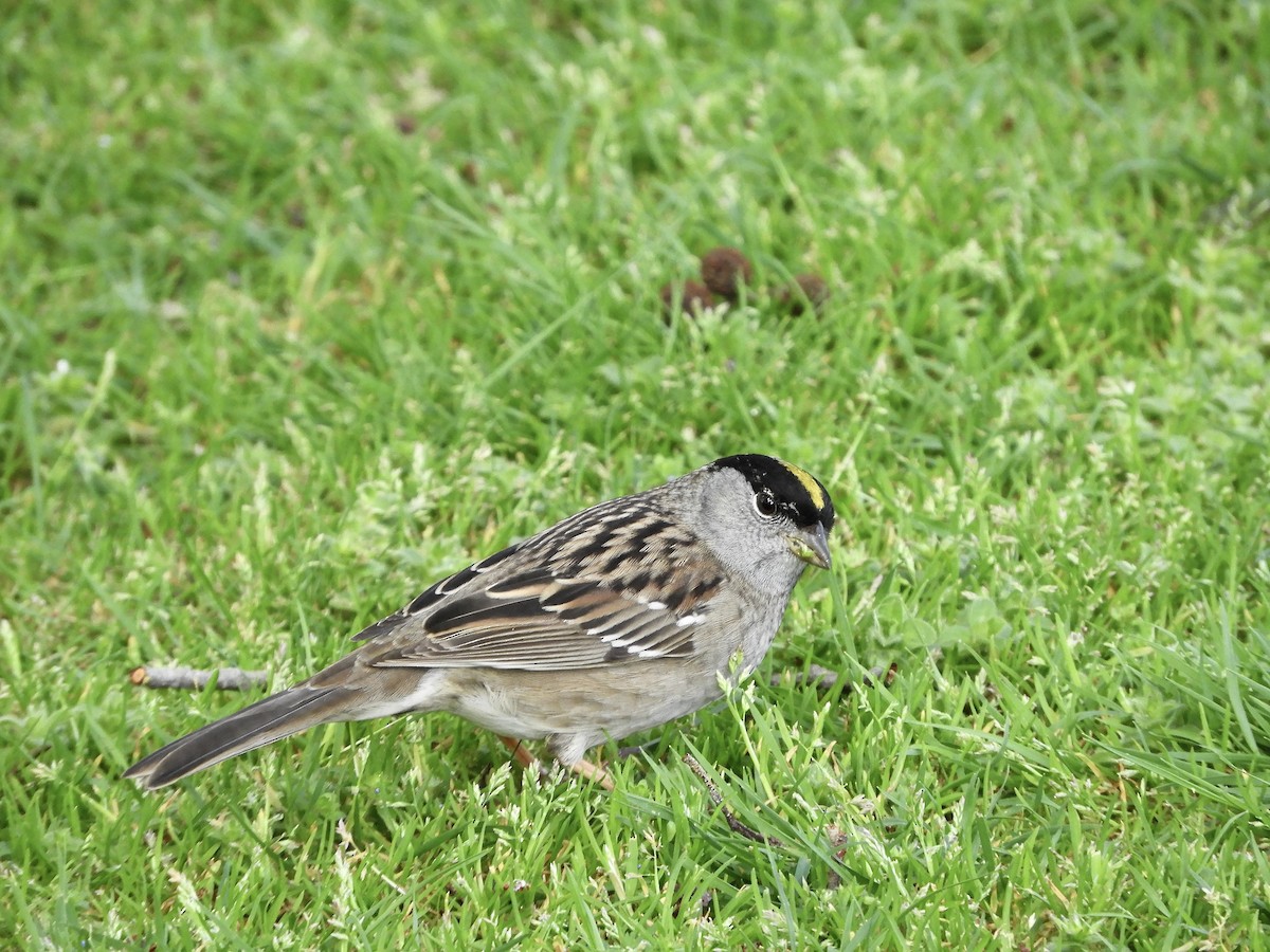 Golden-crowned Sparrow - ML618228426