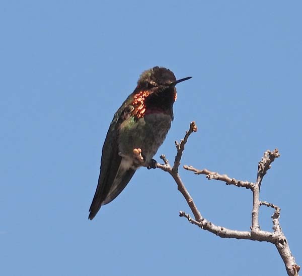 Costa's Hummingbird - Cory Shaw